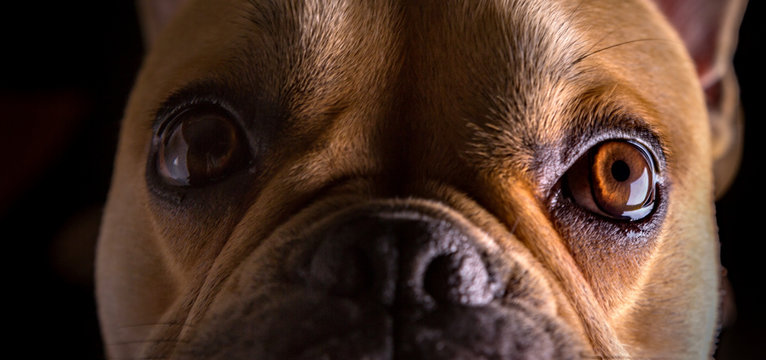 Bulldog Francese (bouledogue fran&ccedil;ais) - Portrait