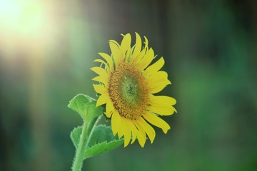 Jusmine flower is so beautiful