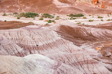 Petrified Forest National Park Landscape