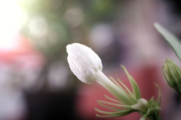 Jusmine flower is so beautiful