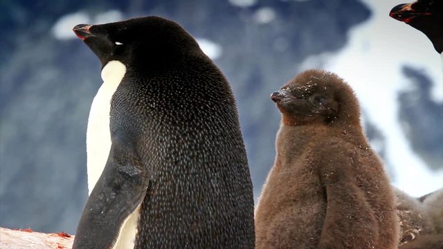 Adelie Penguin and chick, close up, Antarctic Peninsula