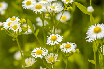 Summer meadow with Chamomile flowers
