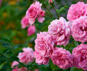 buds of pink blooming roses in the garden