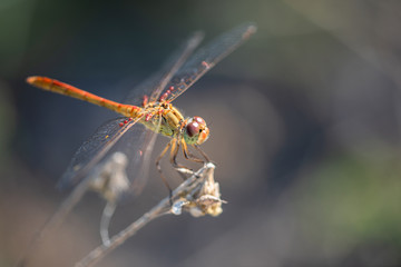 Allphotokz Dragonfly 20170724 1326 D810