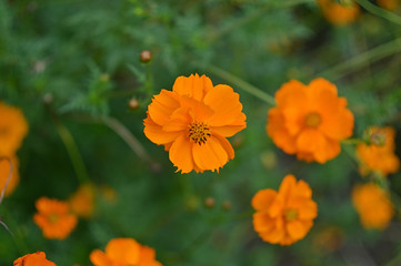 I have been to the park to see flowers.