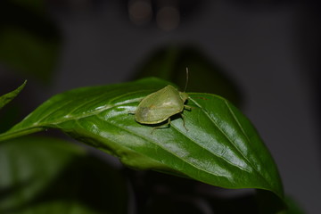 adult stage of Nezara viridula (southern green stink bug or southern green vegetable bug)