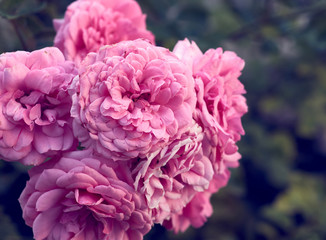 buds of pink blooming roses in the garden