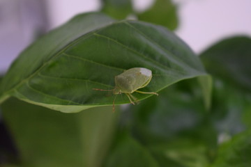 adult stage of Nezara viridula (southern green stink bug or southern green vegetable bug)