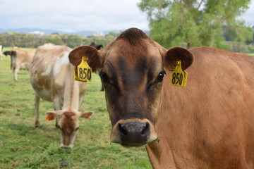 cows in a field under a grey sky