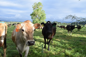cows in a field under a grey sky