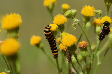 caterpillar of a cinnabar moth