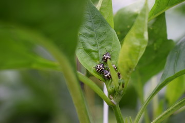 nymphal stage of Nezara viridula (southern green stink bug or southern green vegetable bug)