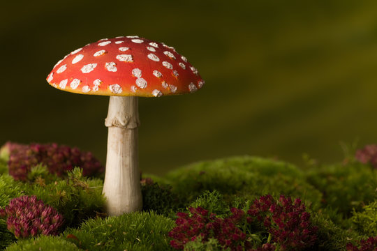 Ref fly agaric on moss