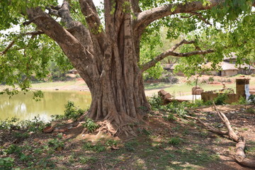 indian big tree