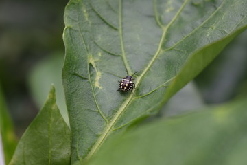 nymphal stage of Nezara viridula (southern green stink bug or southern green vegetable bug)