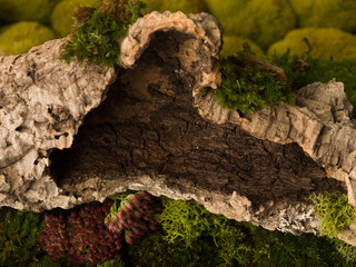 Hollow branch on moss