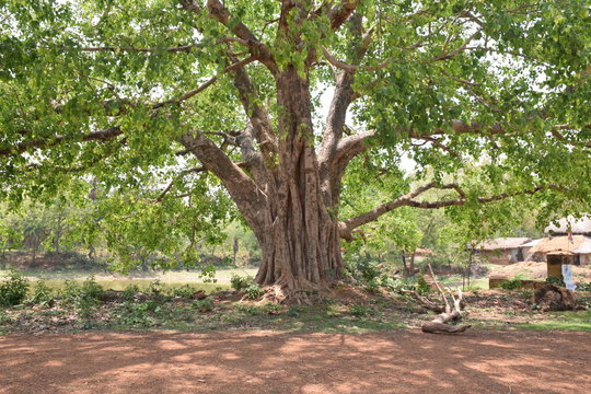 indian big tree
