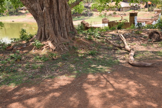 indian big tree