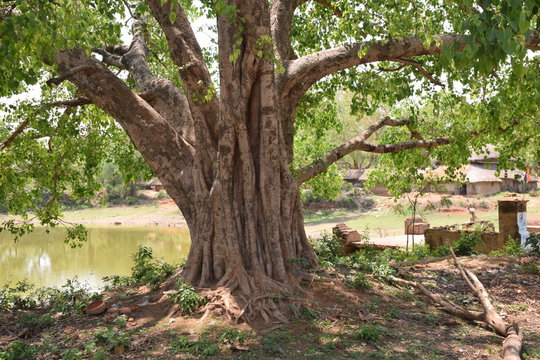indian big tree