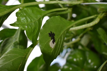 nymphal stage of Nezara viridula (southern green stink bug or southern green vegetable bug)
