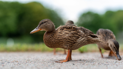 portrait of young ducks