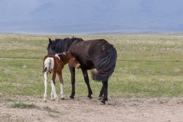 Fototapeta na wymiar Wild Horse Mare and Foal in Spring in Utah