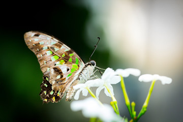 Butterfly on flowers , beautiful butterfly & flower in the garden.