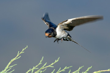 fliegende Rauchschwalbe (Hirundo rustica) - Barn swallow