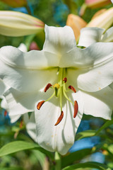 A white lily flower blossomed out of a bulb.