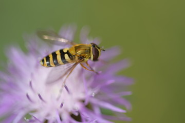 hoverfly on a pink flower