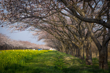 Obraz premium 大潟村・桜と菜の花ロード
