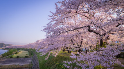角館　桧木内川堤