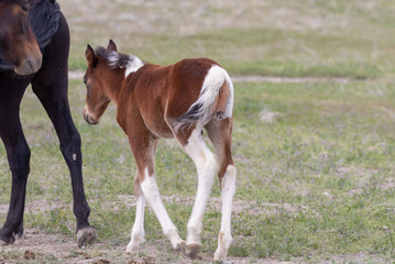 Naklejka na ściany i meble Wild Horse Mare and Foal in Spring in Utah