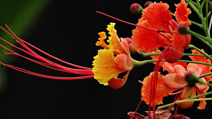 Fleur tropicale du Costa Rica © Patricia