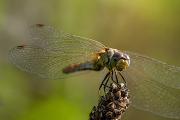 Allphotokz Dragonfly 20160813 5398 D810