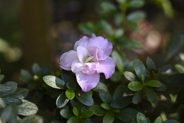 Azaléia - Flor Detalhe