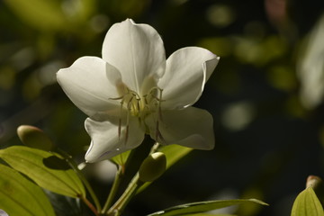 Manacá Flor Branca -Detalhe