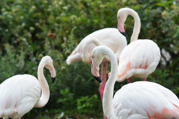 group of pink flamingos