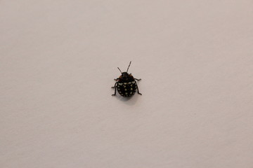 nymphal stage of Nezara viridula (southern green stink bug or southern green vegetable bug)