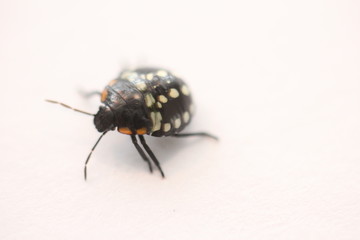 nymphal stage of Nezara viridula (southern green stink bug or southern green vegetable bug)