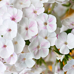 white blooming Phlox paniculata is a perennial herb