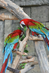 colorful parrots in the zoo