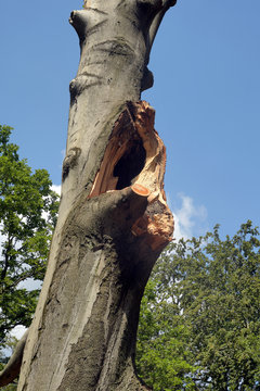 hohler baum