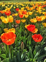 Apotheosis of colored tulips