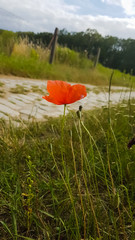 Lonely poppy growing near the road