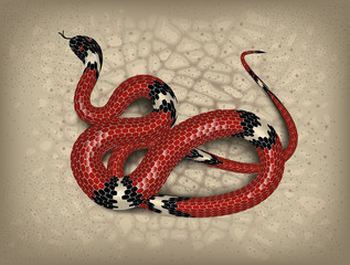 Obraz premium Red snake adder against the background of sand and stones. Vector illustration.