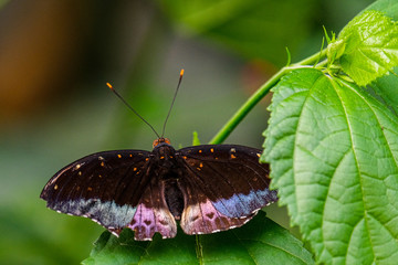 Schmetterling 02