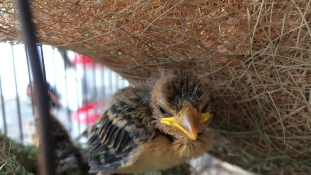 Brown bird's nest and Ploceus philippinus in the nest is made of small wood chips.