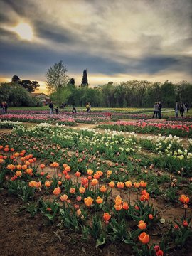 Apotheosis Of Colored Tulips