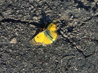 Yellow butterfly with open wings resting on dark, weathered asphalt
